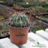 Ferocactus latispinus