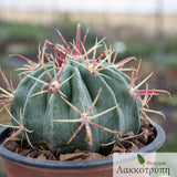 Ferocactus latispinus