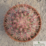 Ferocactus pilosus