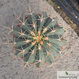 Ferocactus pottsii