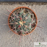 Ferocactus emoryi rectispinus
