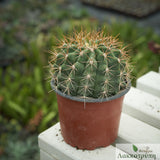 Ferocactus schwarzii