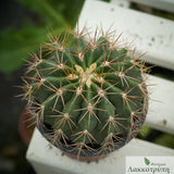 Ferocactus schwarzii