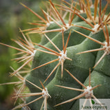 Ferocactus schwarzii
