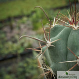 Ferocactus townsendianus