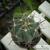 Ferocactus townsendianus