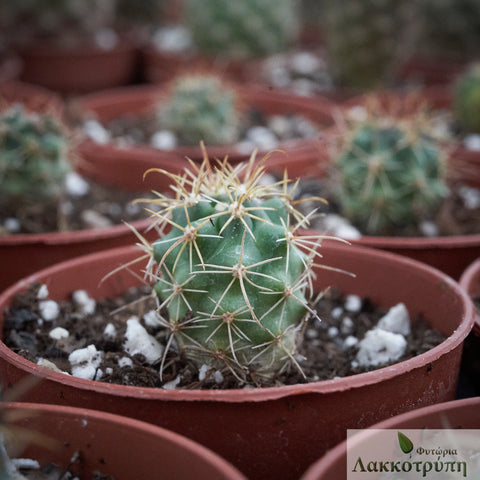 Ferocactus viridescens littoralis