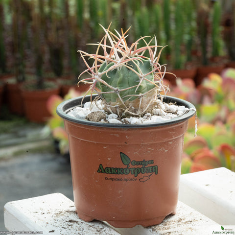 Echinocactus parryi