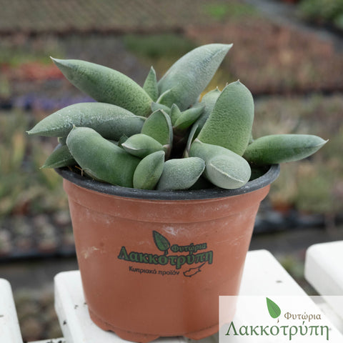 Gasteria armstrongii