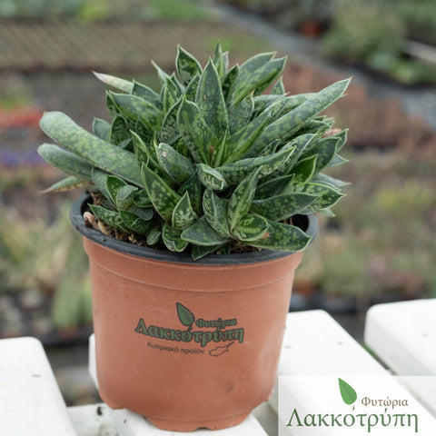 Gasteria bicolor
