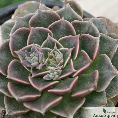 Graptopetalum bellum