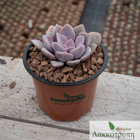 Graptoveria Debbie