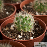 Gymnocactus viereckii - Lau