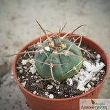 Gymnocalycium armatum