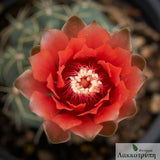Gymnocalycium baldianum