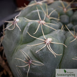 Gymnocalycium baldianum