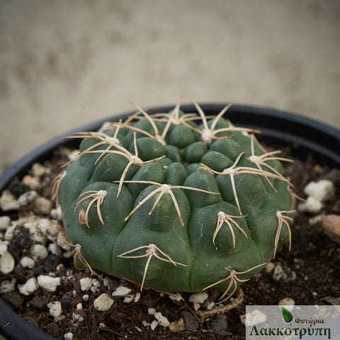 Gymnocalycium capillaense