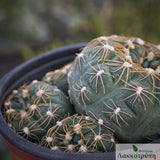 Gymnocalycium colochlorum