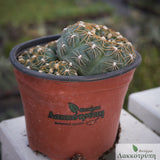 Gymnocalycium colochlorum