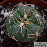 Gymnocalycium denudatum