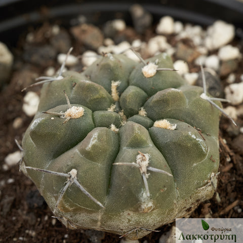 Gymnocalycium kubesai