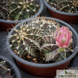 Gymnocalycium mihanovichii