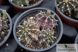 Gymnocalycium mihanovichii