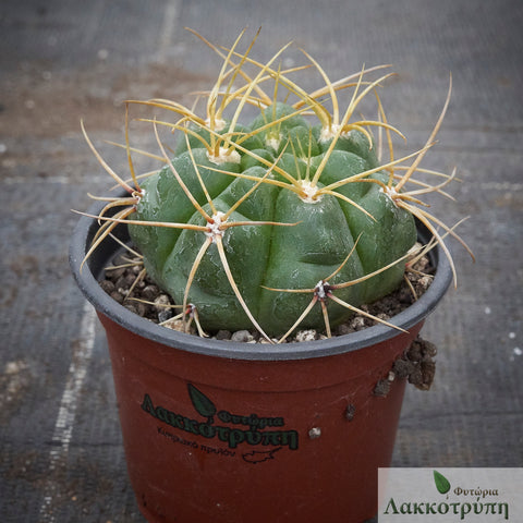 Gymnocalycium monvillei