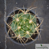 Gymnocalycium monvillei