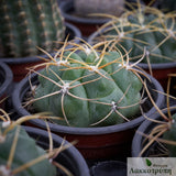 Gymnocalycium monvillei