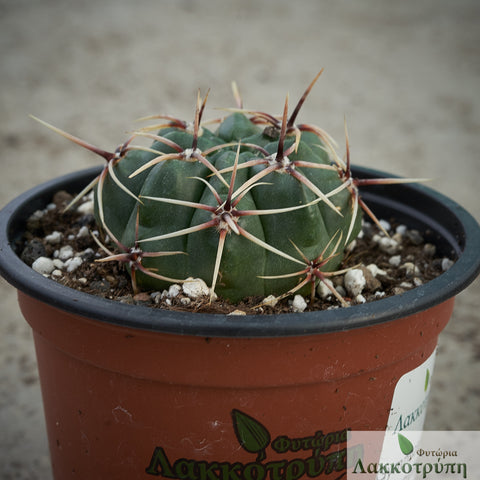 Gymnocalycium monvillei achirasense