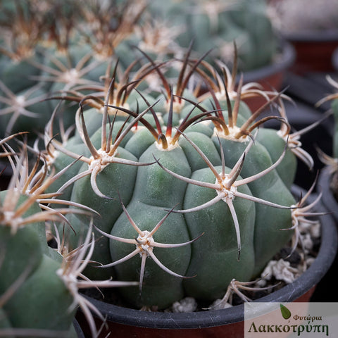 Gymnocalycium pflanzii