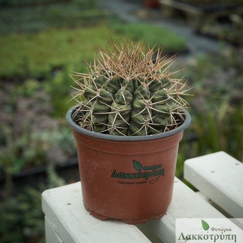 Gymnocalycium pungens