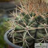Gymnocalycium pungens