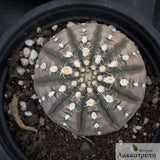 Gymnocalycium ragonesei