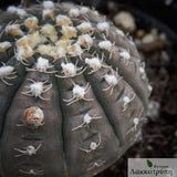 Gymnocalycium ragonesei