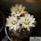Gymnocalycium ragonesei