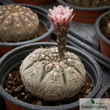 Gymnocalycium triacanthum