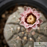 Gymnocalycium triacanthum