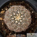Gymnocalycium triacanthum