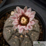 Gymnocalycium triacanthum