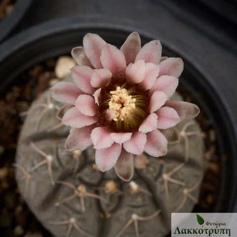 Gymnocalycium triacanthum