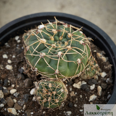Gymnocalycium uruguayense