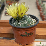 Gymnocalycium andreae