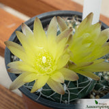 Gymnocalycium andreae