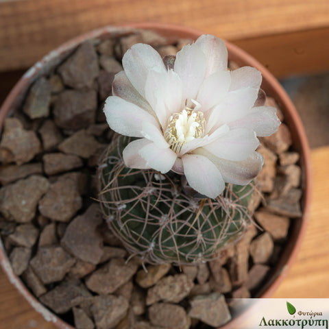 Gymnocalycium andreae carolinense