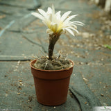 Gymnocalycium borthii
