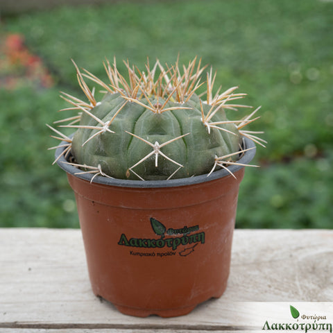 Gymnocalycium eurypleurum
