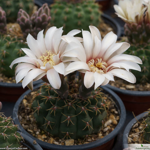 Gymnocalycium quehlianum