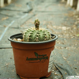 Gymnocalycium quehlianum var. albispinus